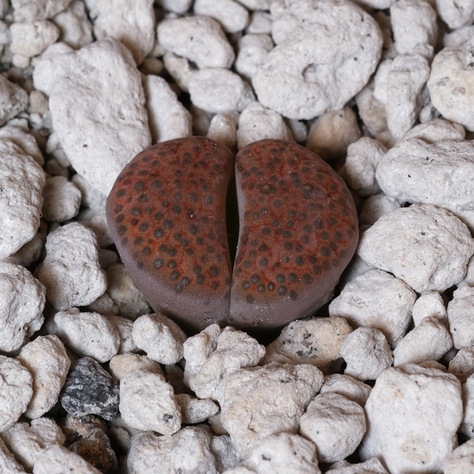 Lithops fulviceps C170 / MG1587