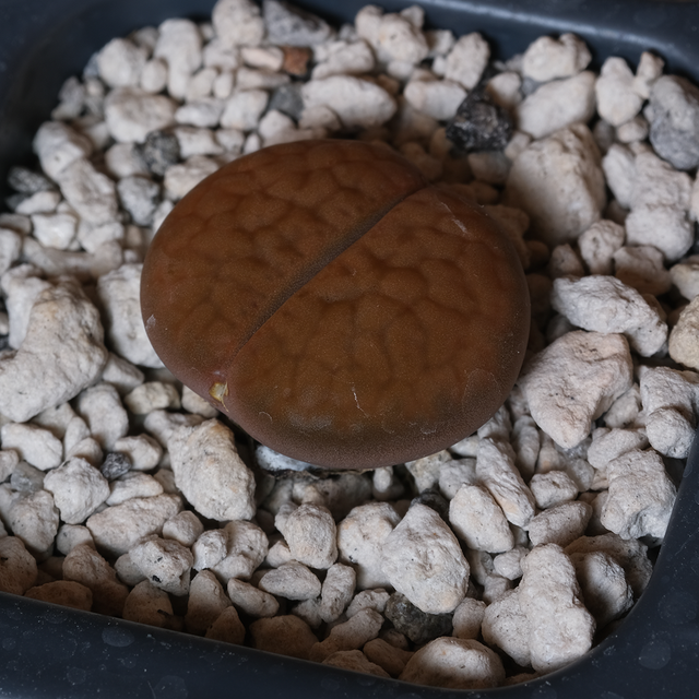 Lithops hookeri