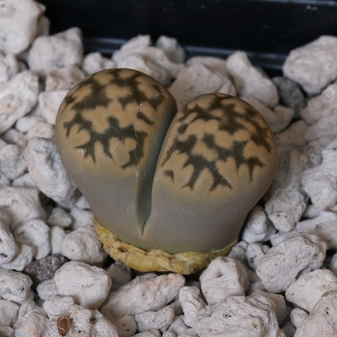 Lithops karasmontana ssp. bella, Aus Siding
