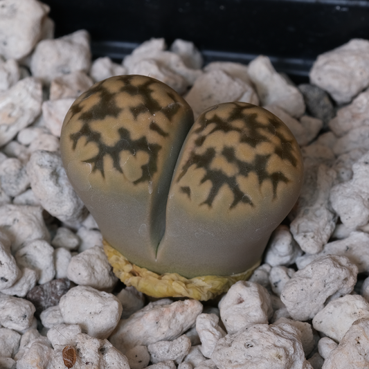 Lithops karasmontana ssp. bella, Aus Siding