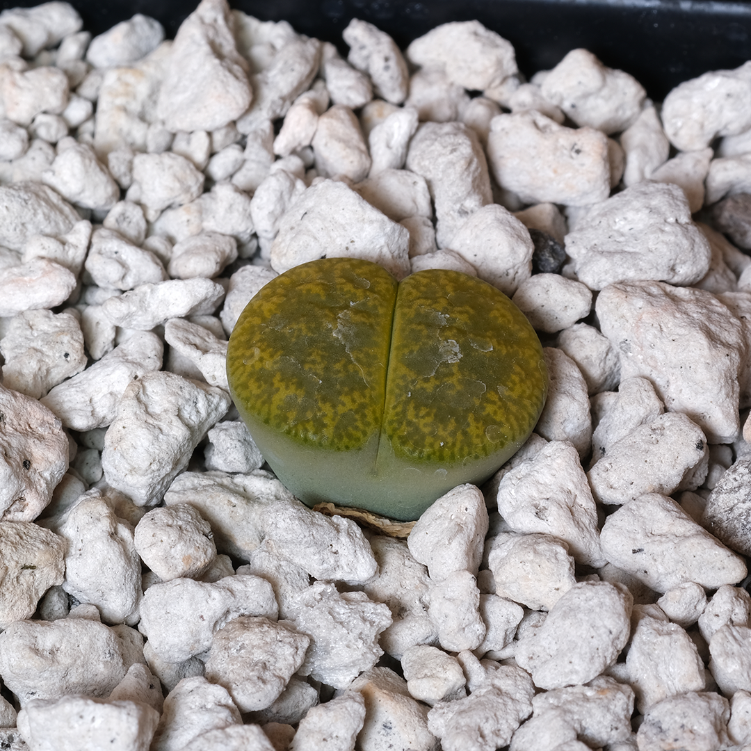 Lithops lesliei cv. Albinica C36A