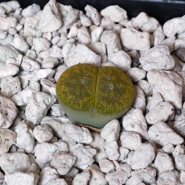Lithops lesliei cv. Albinica C36A
