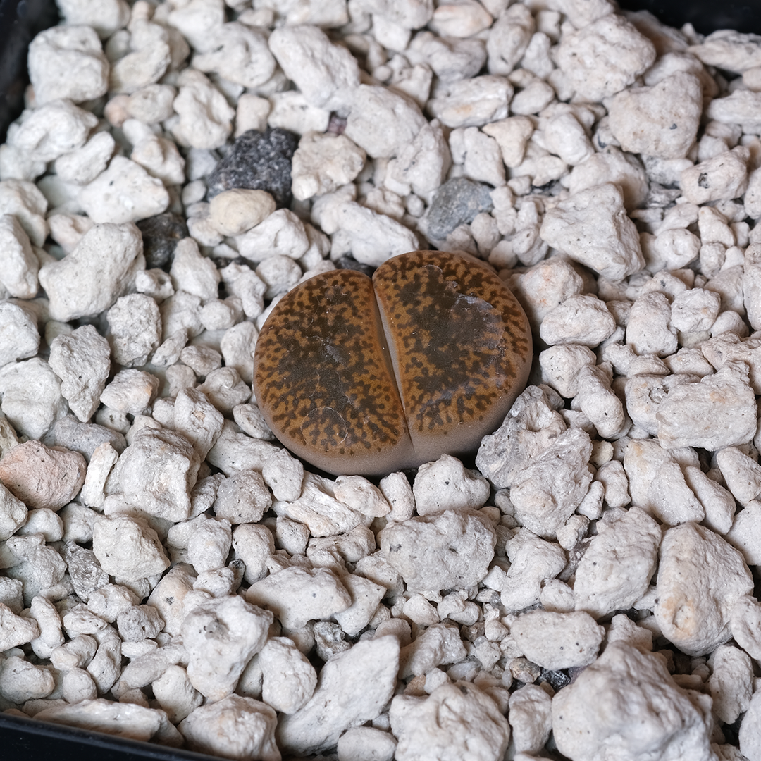 Lithops lesliei var. venteri C47