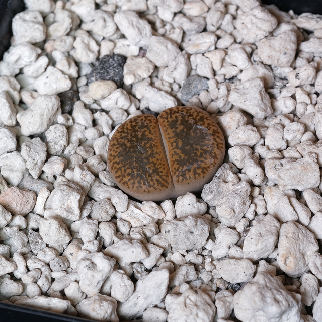 Lithops lesliei var. venteri C47