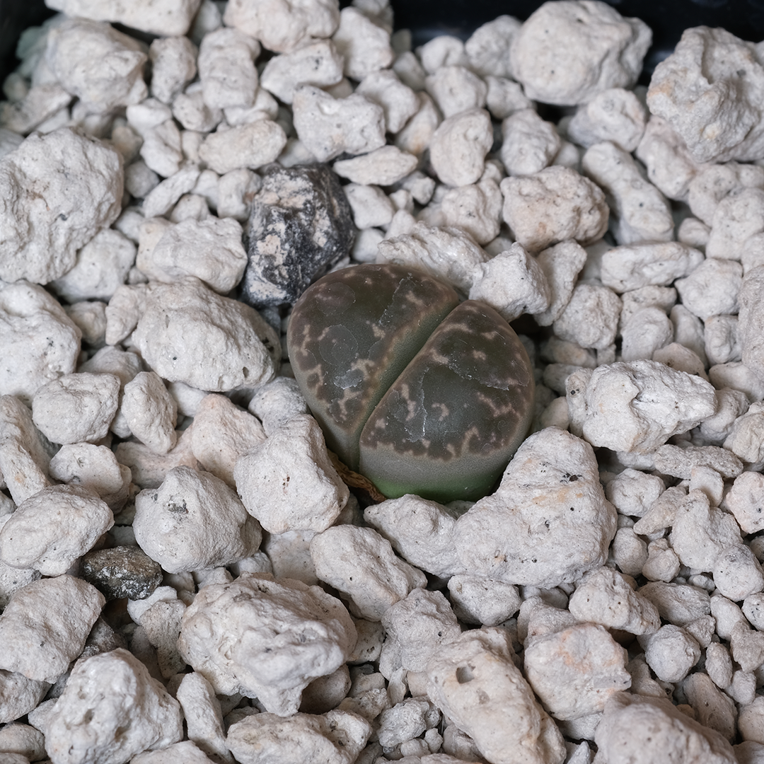 Lithops naureeniae