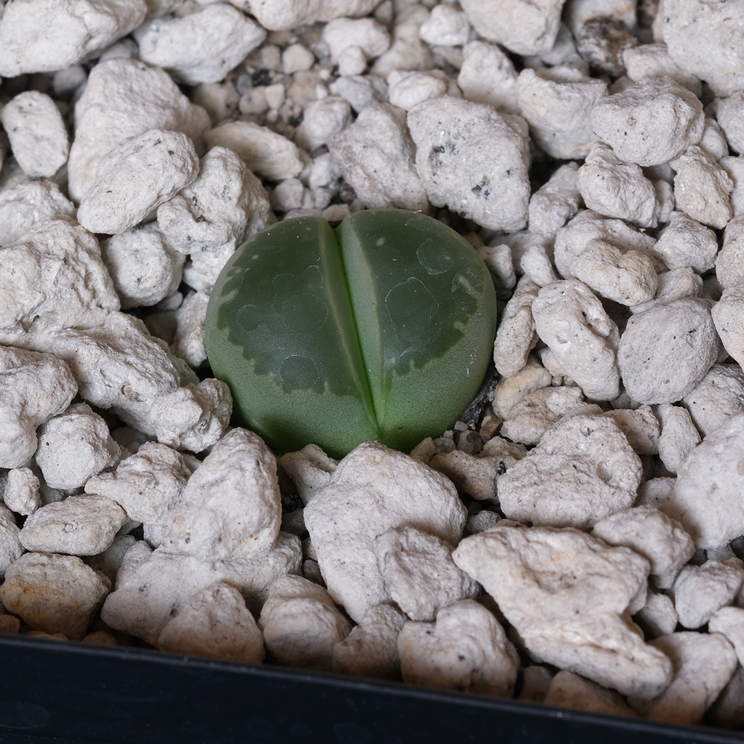 Lithops olivacea SB2402