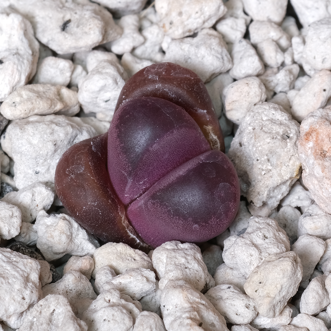 Lithops optica 'Rubra' C81A