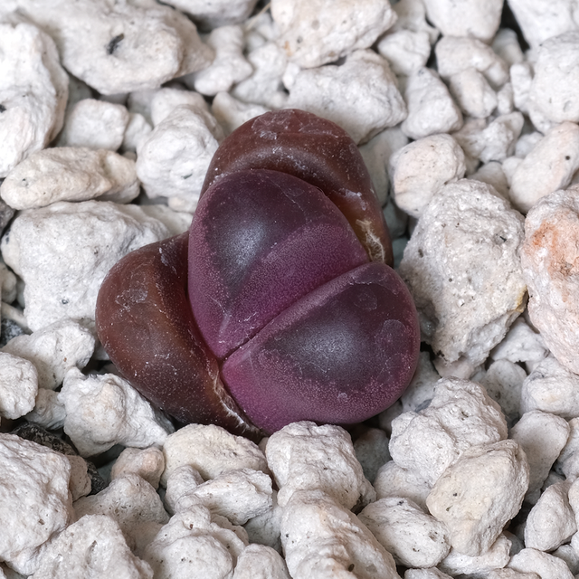Lithops optica 'Rubra' C81A