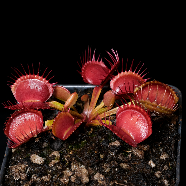 Dionaea muscipula 'Long Red Fingers'