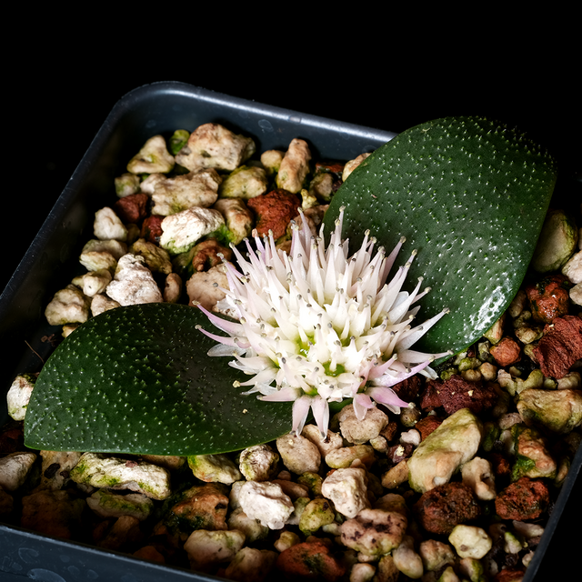 Massonia tenella