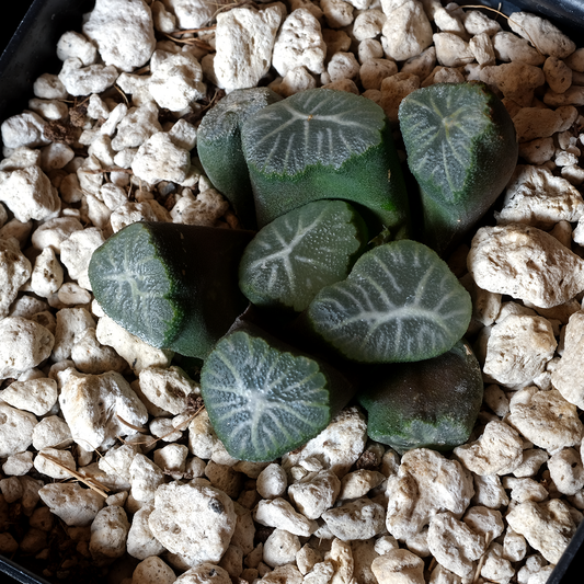 Haworthia maughanii "Shirotae"
