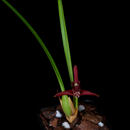Maxillaria teniufolia