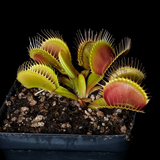 Dionaea muscipula 'Mega Traps'