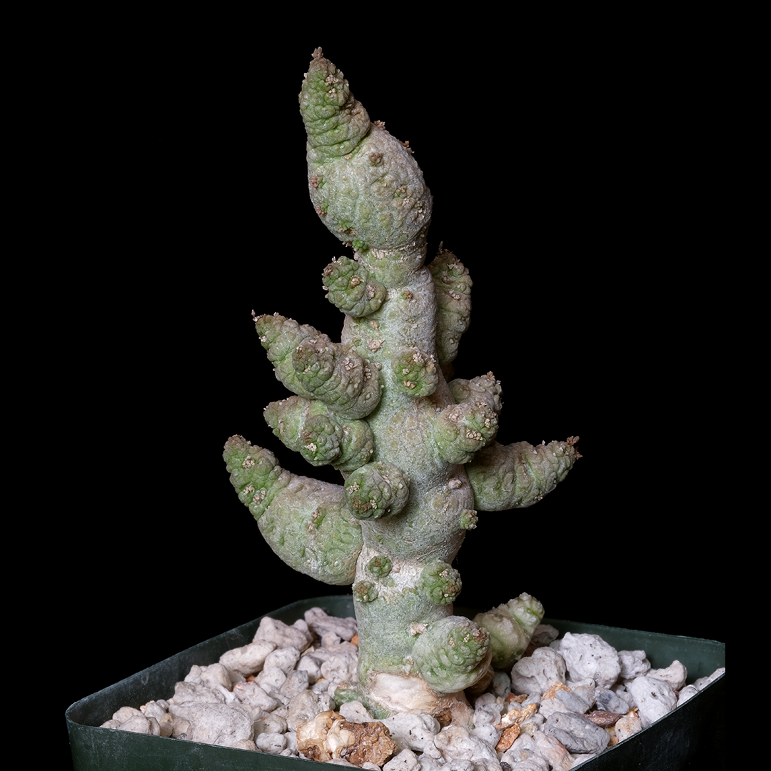 Pseudolithos miguirtinus x dodsonianus - Clone 1