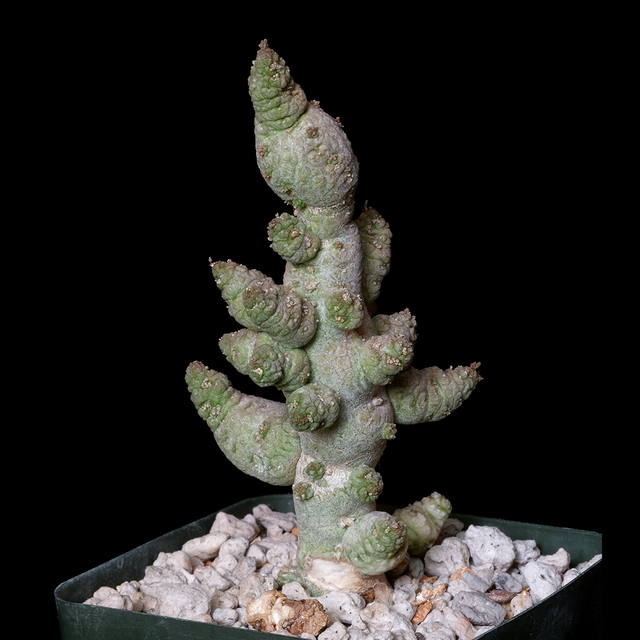 Pseudolithos miguirtinus x dodsonianus - Clone 1