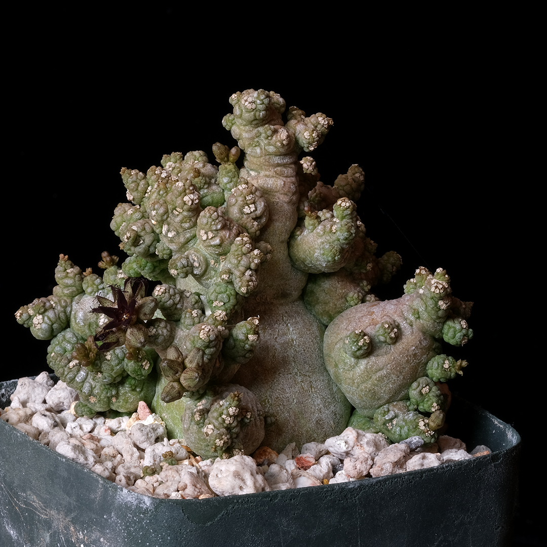 Pseudolithos miguirtinus x dodsonianus - Clone 2