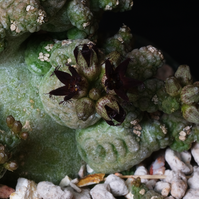 Pseudolithos miguirtinus x dodsonianus - Clone 2