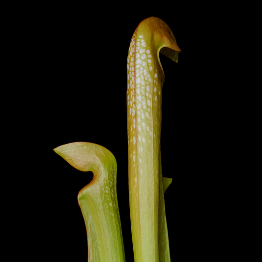 Sarracenia minor var. okefenokeensis
