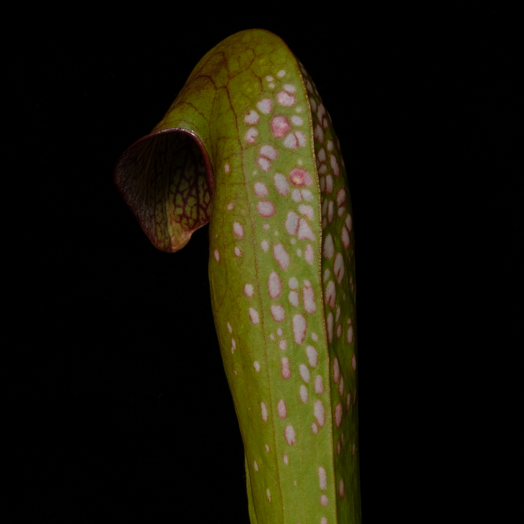 Sarracenia minor var. okefenokeensis