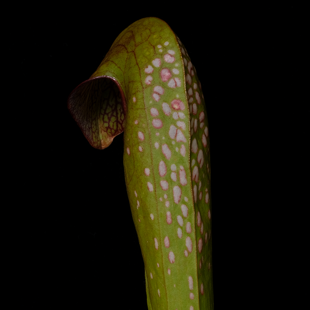 Sarracenia minor var. okefenokeensis