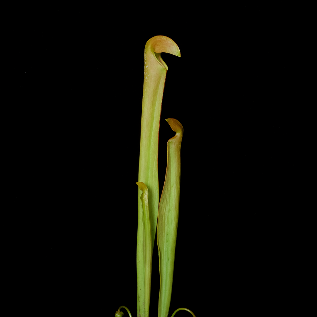 Sarracenia minor var. okefenokeensis