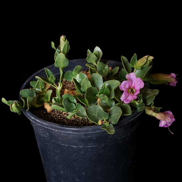 Mirabilis multiflora