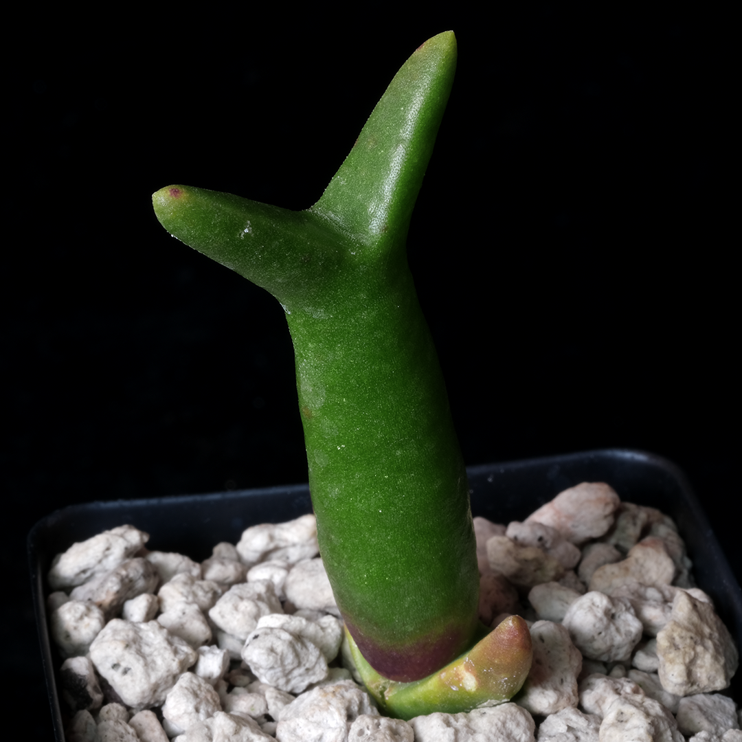 Mitrophyllum grande