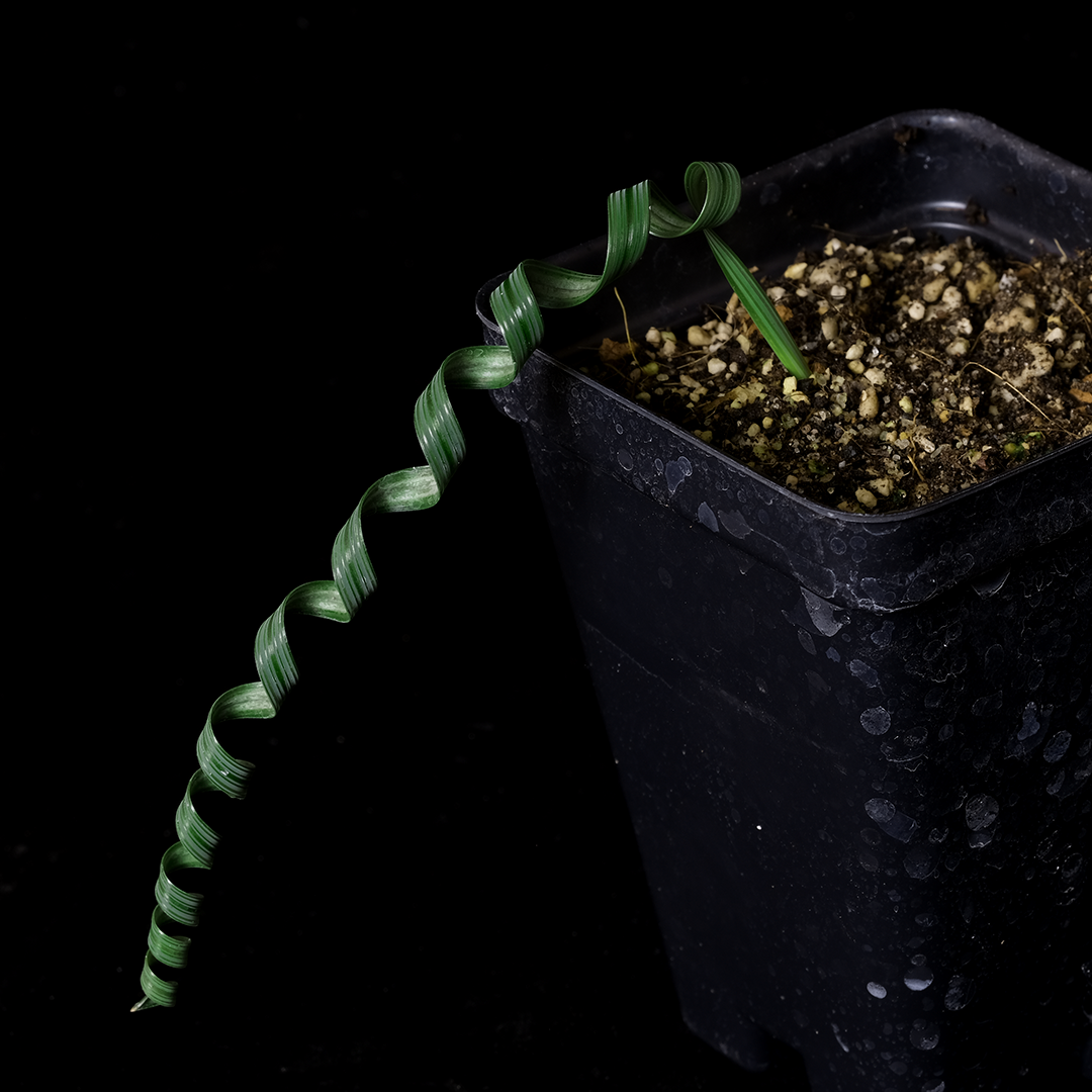 Moraea pritzeliana