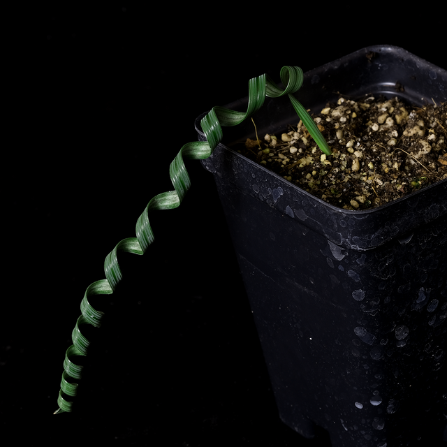 Moraea pritzeliana