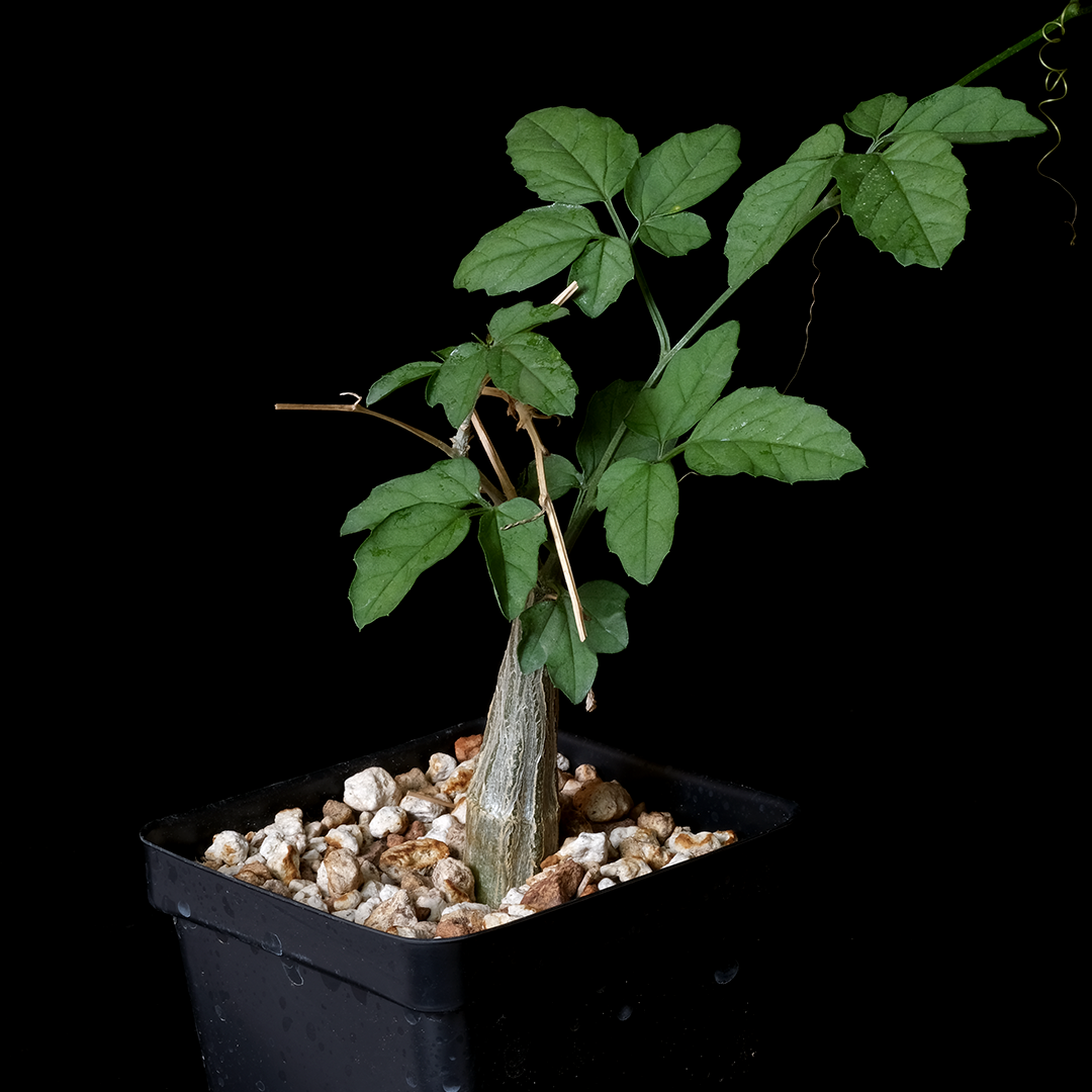 Momordica rostrata
