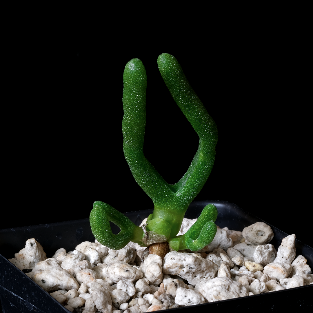 Monilaria sp. SH2211