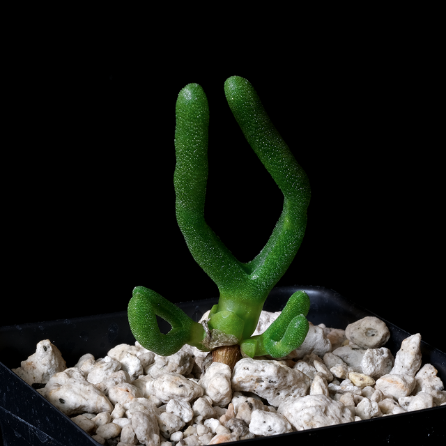 Monilaria sp. SH2211