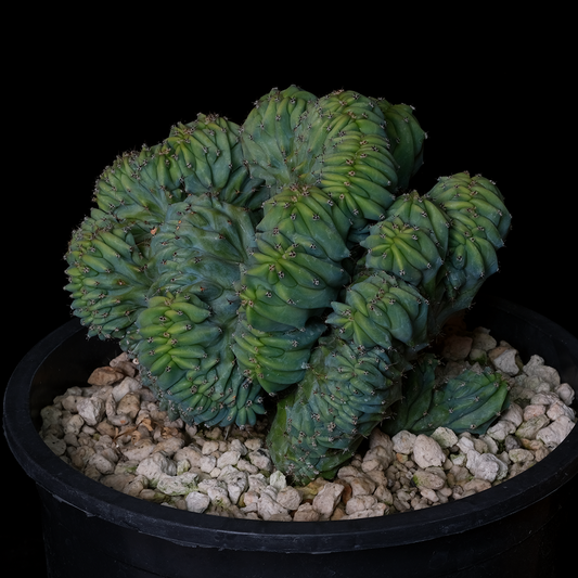 Myrtillocactus geometrizans cv. "Elite" crest