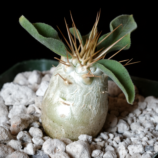 Pachypodium namaquanum