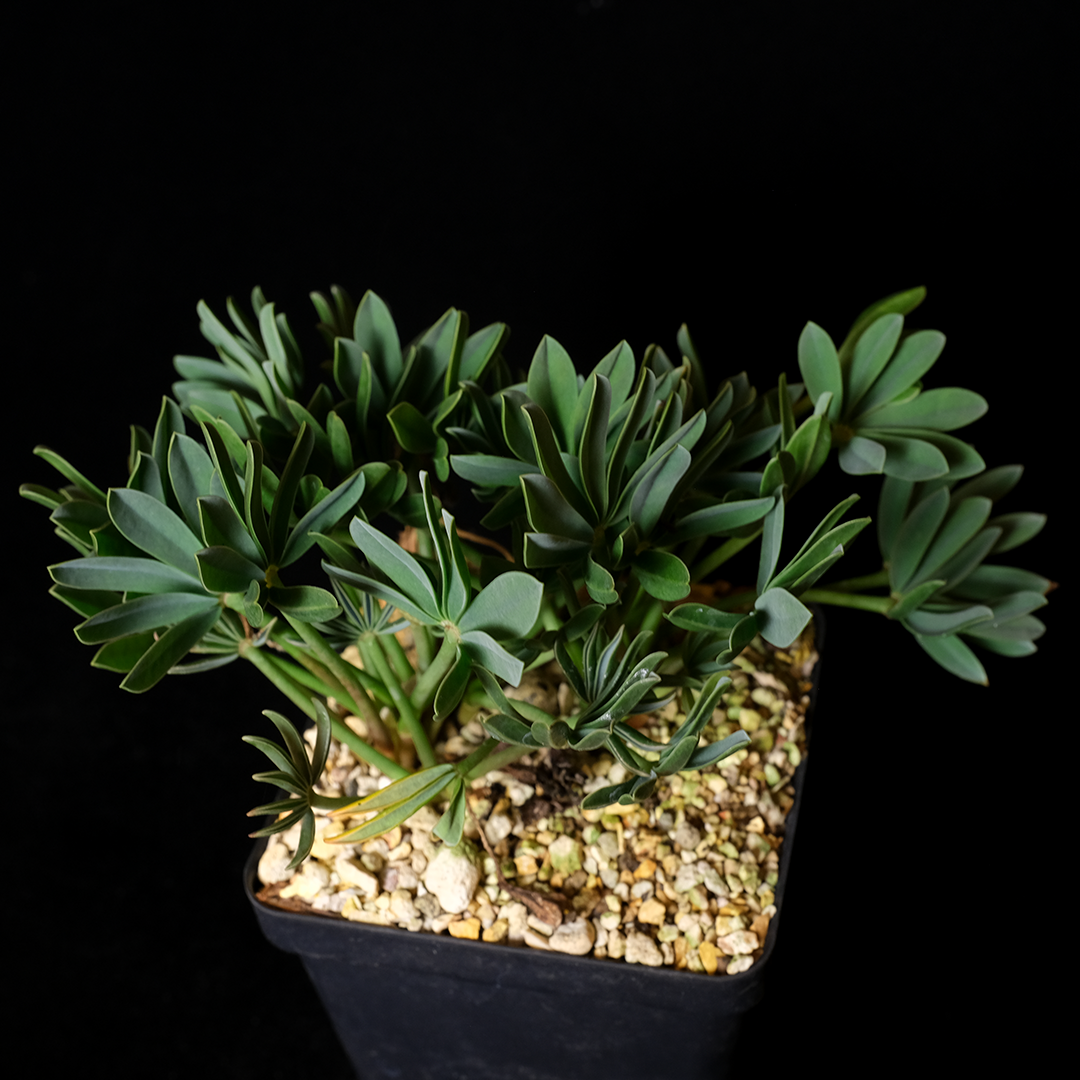 Oxalis namaquana