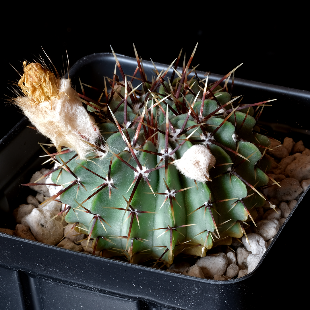 Notocactus buinningii