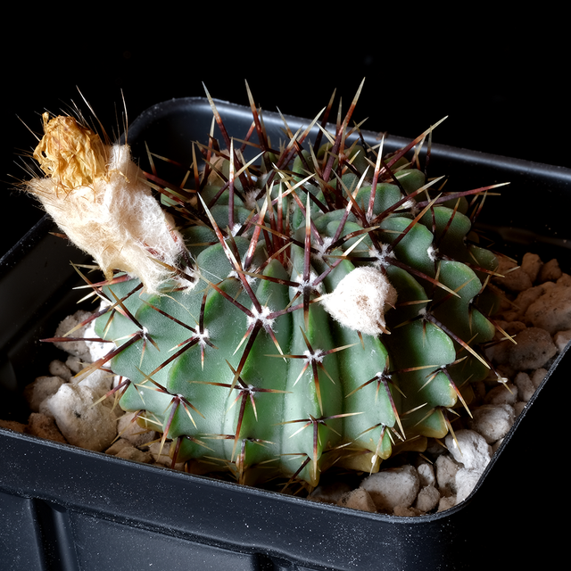 Notocactus buinningii