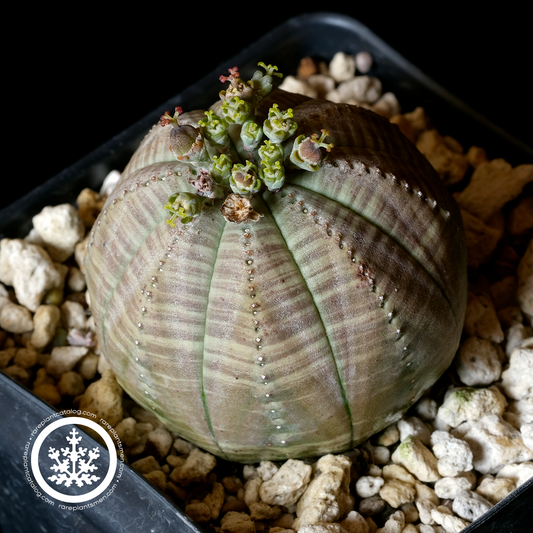 Euphorbia obesa
