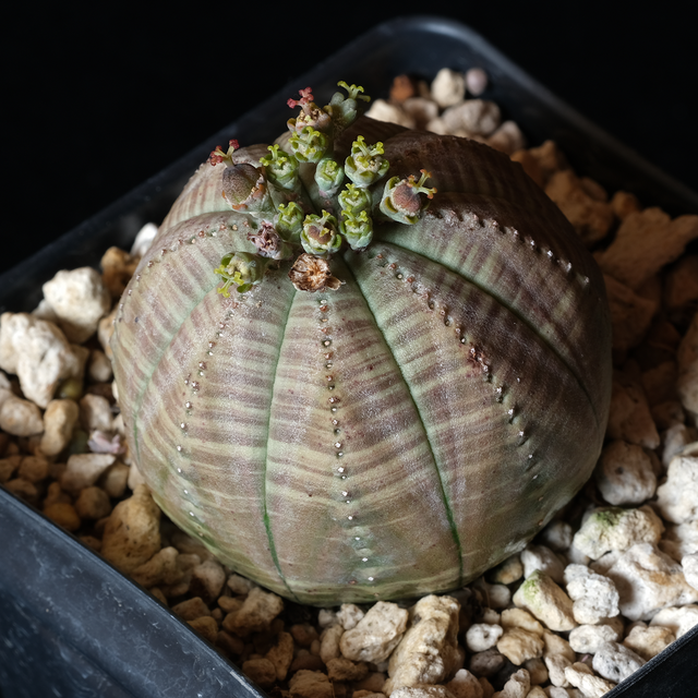 Euphorbia obesa
