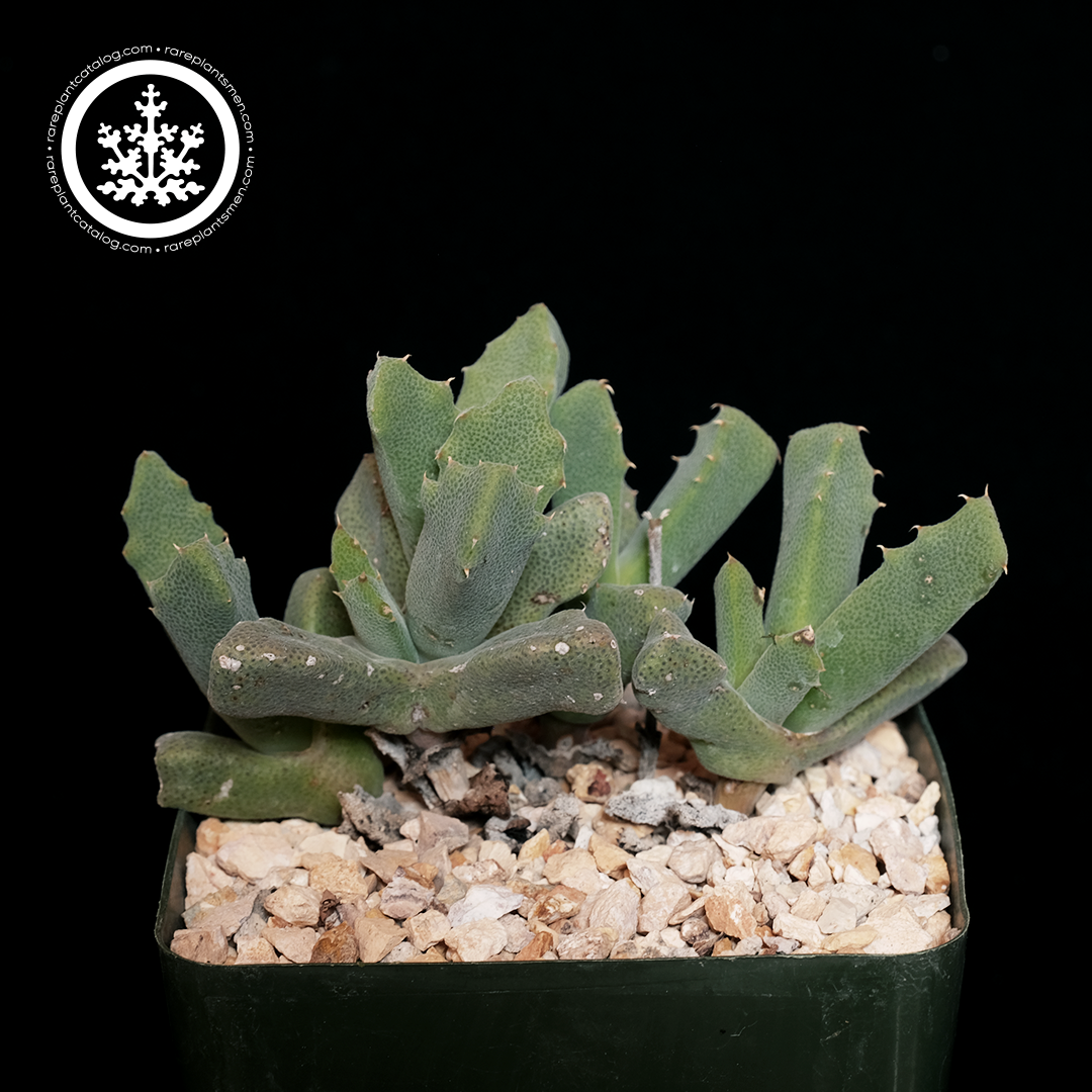 Odontophorus marlothii