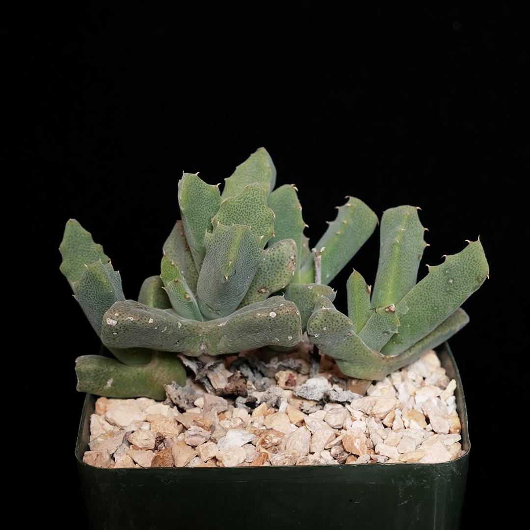 Odontophorus marlothii