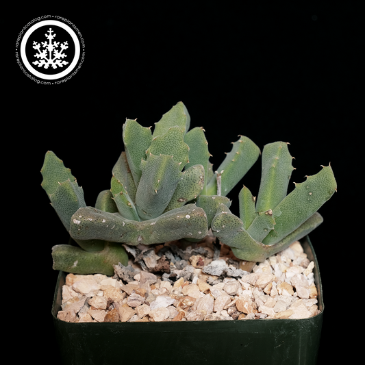 Odontophorus marlothii