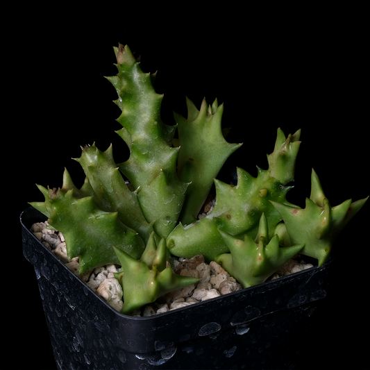 Orbea melanantha