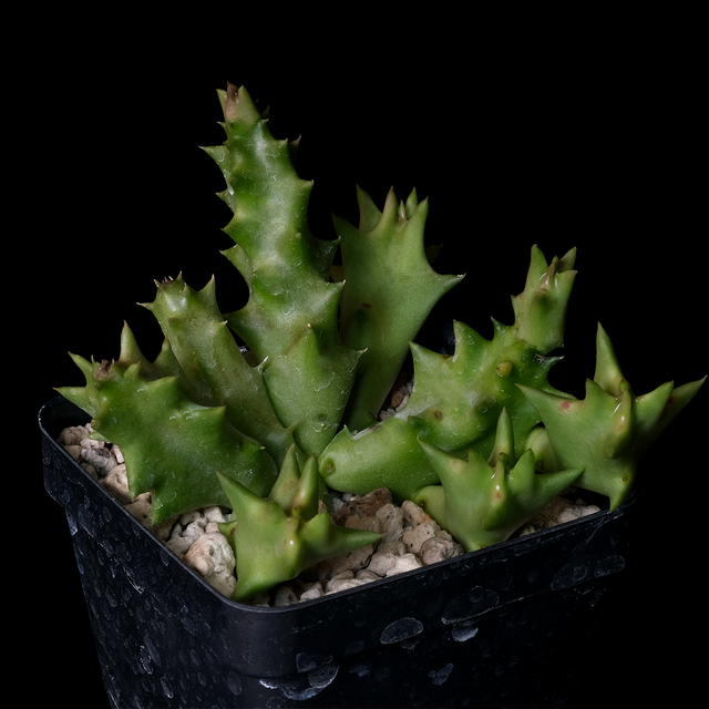 Orbea melanantha