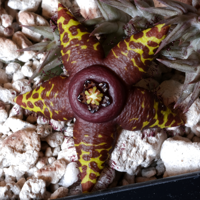 Orbea semota