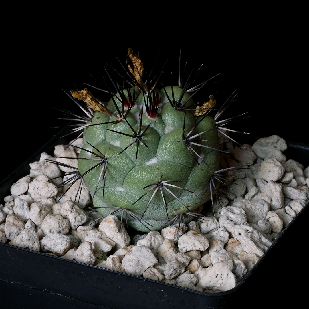 Ortegocactus macdougallii