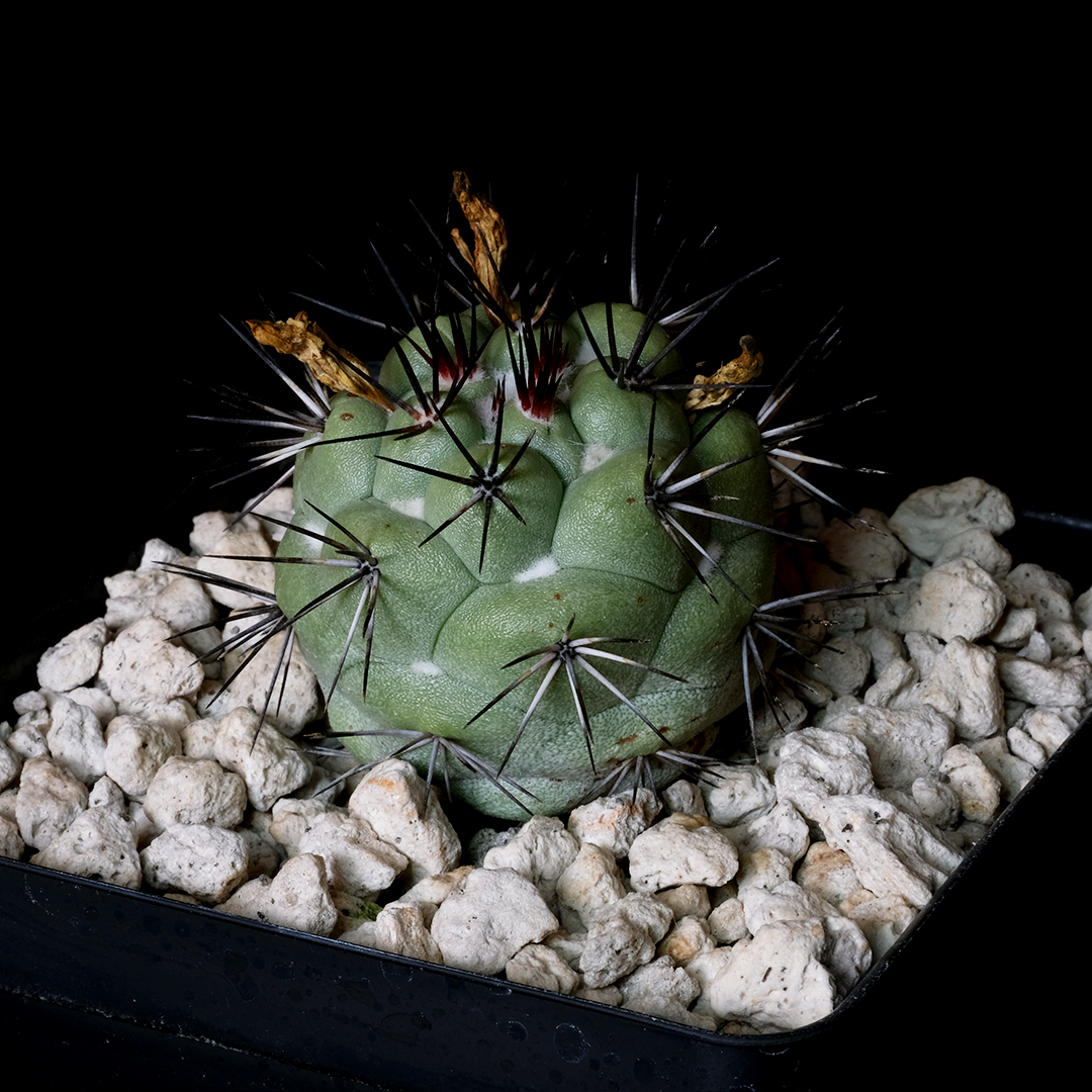 Ortegocactus macdougallii