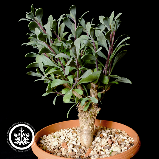 Othonna arborescens