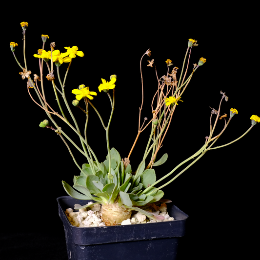 Othonna caclioides hybrid