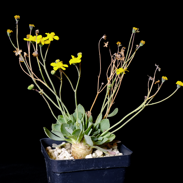 Othonna cacalioides hybrid